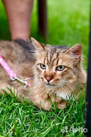 Женева ищет дом