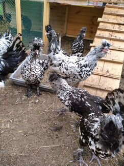 Инкубационное яйцо кур