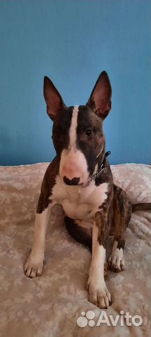 Выгул собак