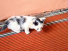 Котята породы, сибирская ловчая объявление продам