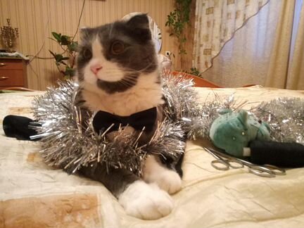 Передержка (гостиница) для кошек