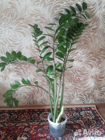 Зальмиокулькас (отсадка)