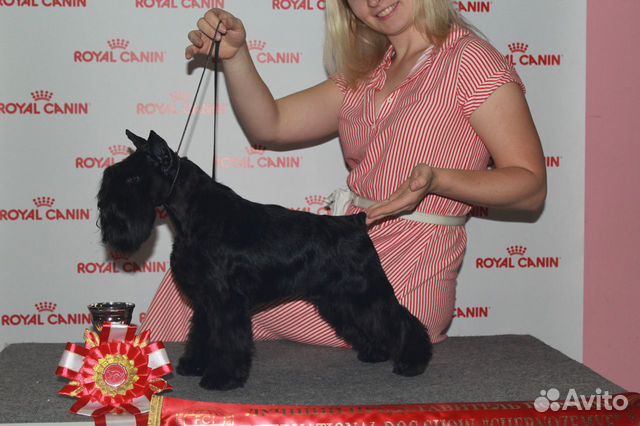 Щенки цвергшнауцера черного окраса