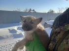 Продам щенков Западно-Сибирской лайки