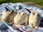 Какликовые кролики декоративные объявление продам