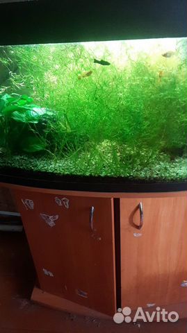Растения для аквариума и аква 80 литров под ремонт