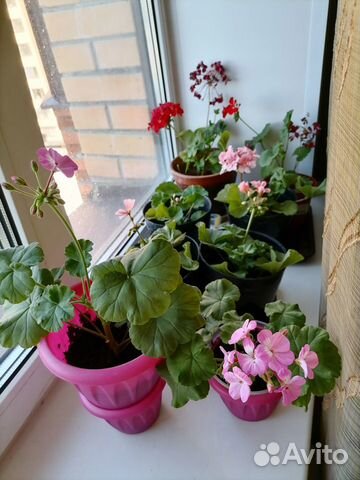 Пеларгония герань коралловая