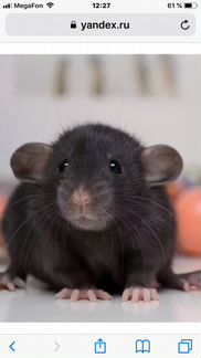 Крысы и клетки