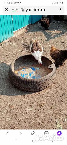 Кормушка для птицы