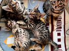 Бенгальские котята