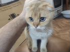 Кот золотая шиншилла объявление продам