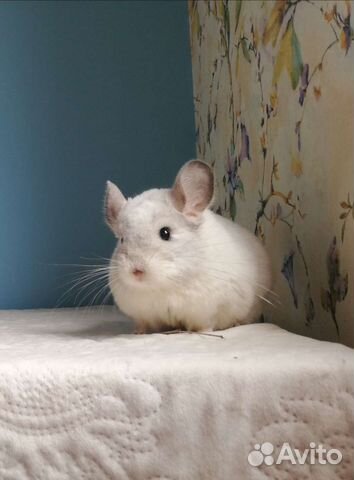 Питомник шиншилл. Шиншиллы, девочки и мальчик