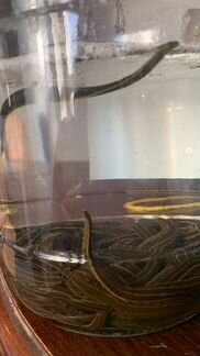 Пиявки медицинские и косметические с биофабрики