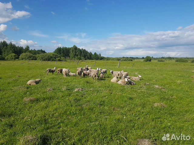 Куйбышевские овцы