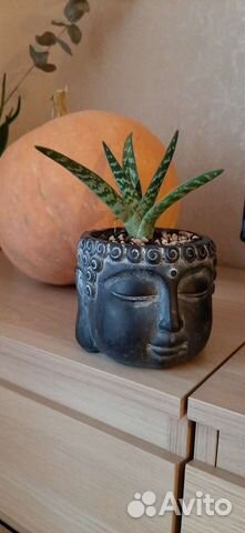 Алоэ в горшке