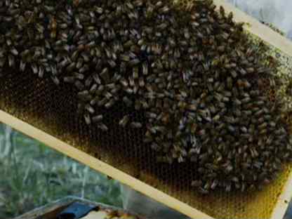 Пчелосемьи отводки порода карника с маткой