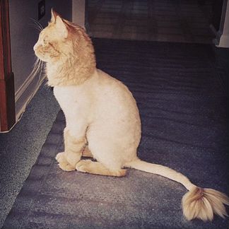 Стрижка котов и кошек