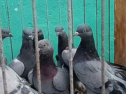 Среднеазиатские голуби