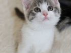 Сибирско-шотландские с кисточками на ушах котята объявление продам