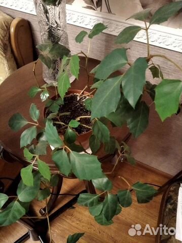 Комнатное растение