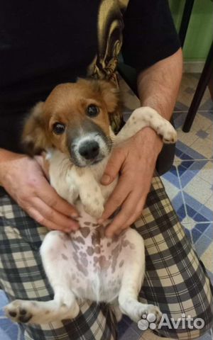 Щенок в добрые руки