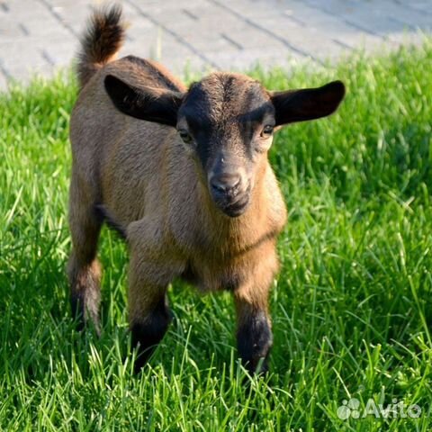 Камерунские козлята