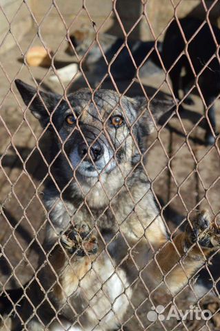 Маленькая собака ищет дом