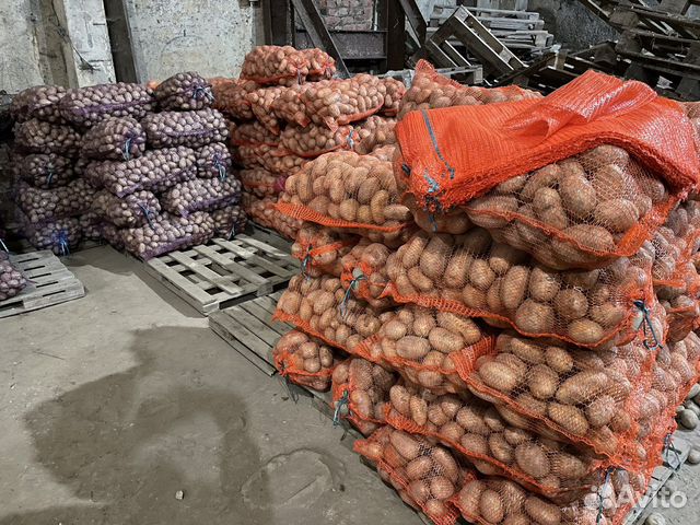 Картофель крупный оптом и в розницу