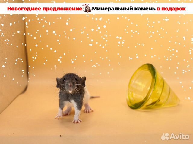 Крыса. Крысята. Дамбо крыса. Питомник