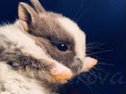 Нидерландские (голландские) декоративные кролики объявление продам