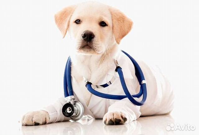Ветеринарные услуги на дому