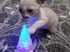 Канадский сфинкс котенок браш объявление продам