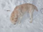 Собака лабрадор найдена в Подклетном, хозяин, отзо объявление продам