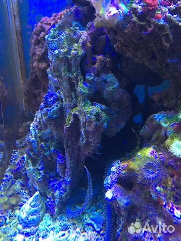 Живые морские камни