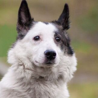 Отдается собака Белка в хорошие руки