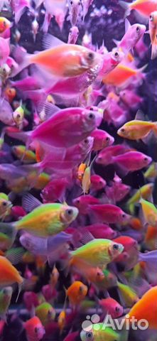 Аквариумные рыбки - большой выбор