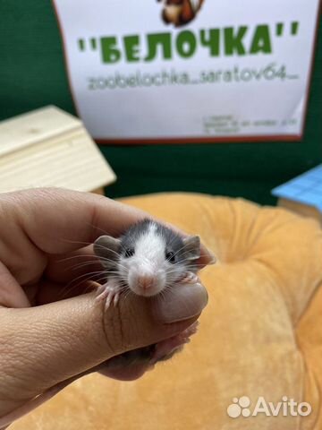 Декоративные крысы