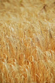Пшеница свежий урожай