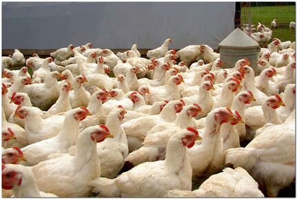 Бройлерные цыплята на мясо круглый год. Оптом