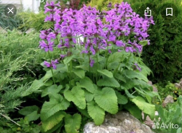 Бузульники