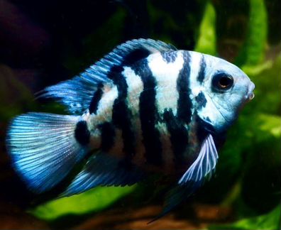 Попугай Голубая Панда (Сапфировый)