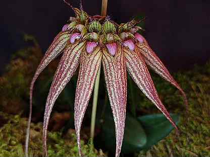 Bulbophyllum Бульбофиллум