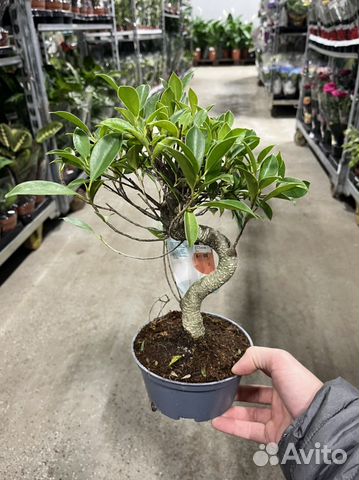 Деревья бонсай, разные сорта, листай. Мирт