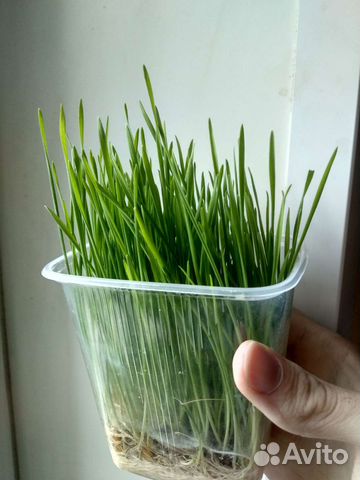 Трава для всех