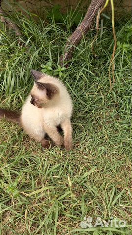 Сиамский (тайский) котенок