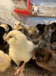 Инкубационное яйцо Амераукана и Билефельдер