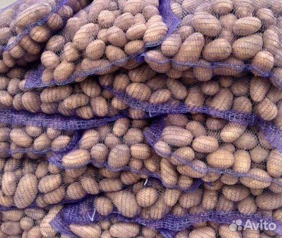 Картошка продажа