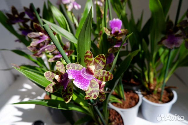 Орхидея зигопеталум