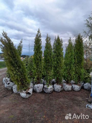 Туя колумна на штамбе 3м Эксклюзив цена за дерево
