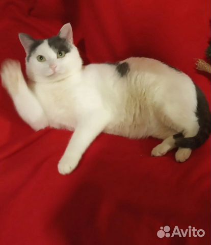 Кошки в добрые руки